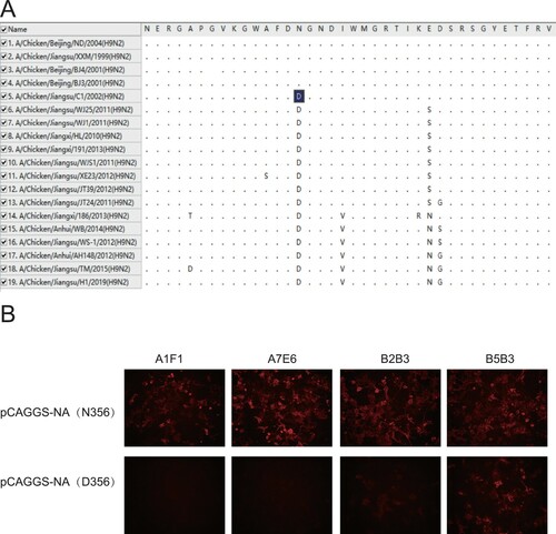 Figure 2. The impact of N356D mutation on reactivity of group I mAbs. (A) Amino acid sequence alignment of NA sequences (342–379, N2 numbering) of 19 field strains was analysed with MEGA X. The D356 in NA of A/Chicken/Jiangsu/C1/2002 (H9N2) virus was marked in dark blue. (B) Plasmids of WT NA gene (pCAGGS-NA (N356)) and mutant NA gene (pCAGGS-NA (D356)) were transfected into COS-1 cells and examined with 4 mAbs in IFA.