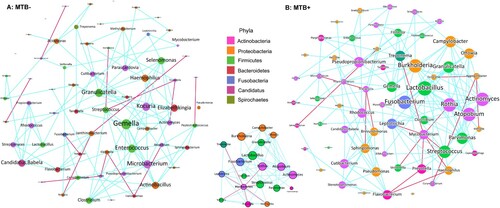 Figure 3. Co-occurring network of microbial communities in lung samples from MTB+ and MTB- patients based on correlation analysis. The connections in the network represent a strong (ρ > 0.6) and significant (P < 0.05) correlations. The nodes are colored by phylum. The size of each node is proportional to the number of connections. The thickness of each edge is proportional to the ρ. Light blue lines represent positive correlations, and purple lines represent negative correlations.