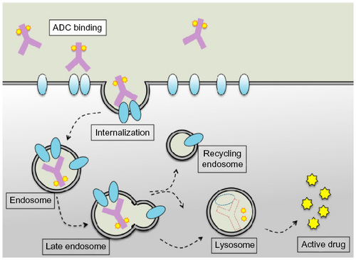 Figure 2 Mechanism of action of ADCs. The antibody–drug conjugate (purple Y shape with little stars) binds to the target receptor (blue ovals) on the cell surface and is internalized by endocytosis. Processing through the endosome–lysosome pathway leads to antibody detachment, recycling of the receptor toward the cell membrane and release of the effector molecule in the form of active drug.