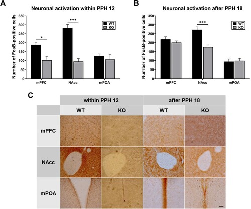 Figure 3. Differential activation of brain areas in wild-type (WT) and PLCβ1-KO dams within PPH 12 and after PPH 18. (A, B) Number of FosB-positive cells (per section) in the mPFC, NAcc, and mPOA of WT (black) and KO (gray) dams within PPH 12 and after PPH 18. (C) Representative images of FosB immunohistochemistry for the twelve groups from (A) and (B). Calibration bar is 100 µm. All values are Mean ± SEM. *p < 0.01; ***p < 0.0001.