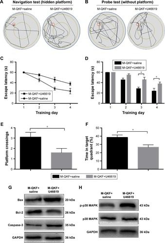 Figure 6 M-QKF alleviates neuronal apoptosis by inhibiting p38 MAPK.