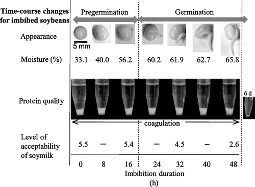 Fig. 2. Time-course changes of imbibed soybeans during pre-germination and germination.Notes: Protein quality is represented as glucono-δ-lactone-induced protein precipitability. Acceptability was measured with soymilk prepared from imbibed beans.