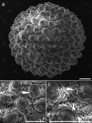 Figure 6. Mesobiotus huecoensis sp. nov. egg under SEM. (a) In toto view. (b) Egg processes showing pores on their lower half. (c) Focus on the reticulated eggshell chorion. Arrowheads: pores on the processes. Indented arrowhead: hole in the chorion reticulum. Scalebars:10 µm.