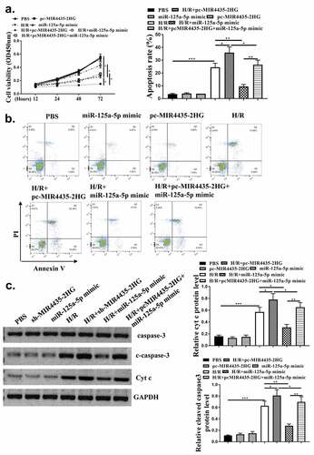 Figure 5. MiR-125a-5p mediates MIR4435-2HG function. (a) MTT assay of AC16 cells. (b) Flow cytometry of AC16 cell. (c) caspase-3 and cytochrome c (Cyt c) were detected by western blotting. Three independent experiments were performed. n = 3. *P < 0.05.