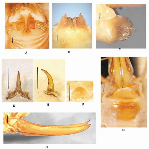 Figure 7. Dolichopoda kofinasi n. sp.: (a) male tenth tergum; (b) male subgenital plate (ventral view); (c) male subgenital plate (lateral view); (d) median process of epiphallus (dorsal view); (e) median process of epiphallus (lateral view); (f) plica dorsalis; (g) female subgenital plate; (h) ovipositor (lateral view). Scale bars: 1 mm