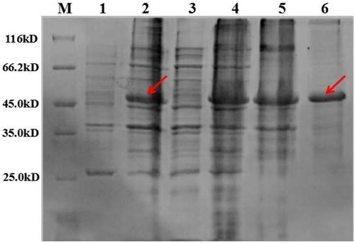 Figure 4. Identification of expression of avenin-like b protein and purified protein by SDS-PAGE. Lane M: Marker (116.0/66.2/45.0/35.0/25.0 kDa, Shanghai Dingjie Biotechnology Co., LTD); Lane 1: expression of supernatant protein induced by IPTG; Lane 2: expression of recombinant protein induced by IPTG; Lane 3: supernatant protein after purification; Lane 4: recombinant protein after purification; Lane 5: Renatured avenin-like b protein before purification; Lane 6: Renatured avenin-like b protein after purification.