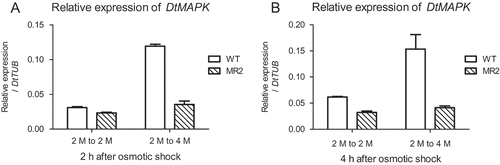 Fig. 6. Expression of DtMAPK in the DtMAPK knock-down MR2 strain could not respond to hyper-osmotic shock. WT (blank): D. tertiolecta wild-type; MR2 (slash): DtMAPK knock-down MR2 strain. 2 M to 2 M, iso-osmotic control from 2 M NaCl to 2 M NaCl; 2 M to 4 M, hyper-osmotic shock treatment from 2 M NaCl medium to 4 M NaCl medium.