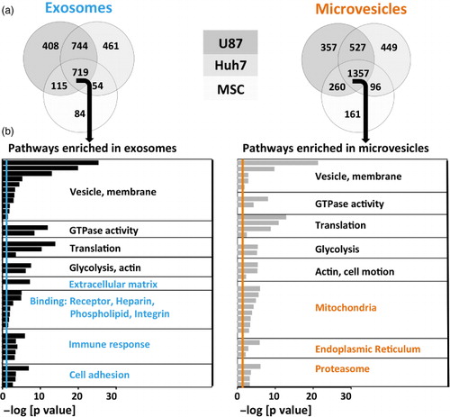 Fig. 4.  Over-represented protein pathways depend on vesicle type. (a) Venn diagrams of detected proteins in exosomes and microvesicles of 3 different source cell types. MSC EVs had a lower diversity of proteins. (b) Proteins shared among exosomes or microvesicles derived from all 3 source cell types (middle section in the Venn diagrams) underwent gene ontology analysis. The negative logarithm of p-values is shown for each GO term, colourful lines represent significance threshold (p=0.05). Common (depicted in black), as well as distinct (depicted in colour) pathways emerged in exosomes versus microvesicles.
