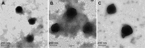 Figure S1 TEM images of heparin–HTCC nanocomplexes before and after PlGF-2/BMP-2/dual-GF loading.Notes: (A) Blank heparin-nanocomplexes; (B) BMP-2-loaded heparin-nanocomplexes; (C) PlGF-2-loaded heparin-nanocomplexes (scale bar =200 nm).Abbreviations: TEM, transmission electron microscopy; HTCC, N-(2-hydroxyl)propyl-3-trimethyl ammonium chitosan chloride; PlGF-2, placental growth factor-2; BMP-2, bone morphogenetic protein; GF, growth factor.