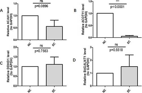 Figure 8 Validation of the prognostic genes’ expression by Q-PCR. ***p<0.001. (A) It represents the relative expression of ACAA1 in esophageal squamous cell carcinoma and normal tissue verified by PCR; (B) It represents the relative expression of ACOT11 in esophageal squamous cell carcinoma and normal tissue verified by PCR; (C) for B4GALNT1, and (D) for DDHD1.