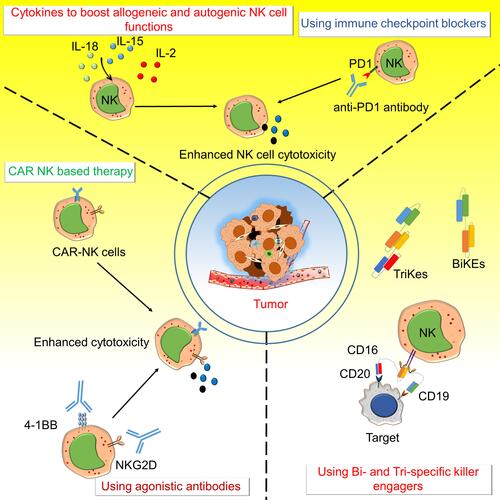 Figure 2 Various approaches to target NK cell activating and inhibitory receptors for anti-tumor immunity. The activating and inhibitory receptors on NK cells are targeted by several different strategies like Chimeric antigen receptors – natural killer (CAR-NK) cells, bi-specific killer engagers (BiKEs), and tri-specific killer engagers (TriKEs), agonistic antibody to NKG2D and 4–1BB, immune checkpoint blockers like an anti-PD1 antibody, and using various cytokines to boost allogenic and autogenic or iPSC derived NK cells functions to boost anti-tumor immunity. CARs on NK cells were developed to target various molecules expressed on cancer cells to direct the NK cell-mediated killing of cancer cells. BiKEs and TriKEs mainly engage some tumor antigens with Fc receptors (CD16/CD32) of NK cells and enhance cytotoxic activity. Various agonistic antibodies target the activating receptors such as NKG2D and 4–1BB on NK cells and antagonistic antibodies of immune checkpoint molecules like anti-PD1 to enhance anti-tumor activity. Different cytokines (IL-2 IL-15 and IL-18) are also used to increase the NK cell survival and activity.