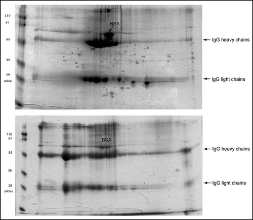 Figure 2 Isolated aggregates and control fraction analyzed by 2-D electrophoresis gels stained with Coomassie blue.