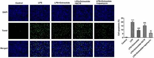 Figure 5. Octreotide inhibited the AKT/mTOR signaling pathway to ameliorate the induced cell apoptosis on account of LPS. Cell apoptosis was determined with TUNEL staining. ***P < 0.001 vs. Control; ###P < 0.001 vs. LPS; $$P < 0.01, $$$P < 0.001 vs. LPS+Octreotide.