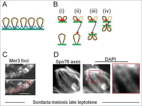 Figure 5. Recombination occurs in the context of chromosome structural axes. (A) Meiotic prophase chromosomes comprise co-oriented sister linear arrays of chromatin loops (black and brown), the bases of which are decorated by structural components in a protein/DNA meshwork (blue and green) (ref.Citation29) These proteins (e.g., Topoisomerase II, condensins, cohesins and meiotic specific Red1 and Hop1) bind to axis association sites, which are usually regularly distributed, locally AT-rich regions. (B) A model for recombinosome-mediated homolog juxtaposition (ref.Citation1). (i) One dual loop (black and brown) from one homolog is tethered onto axis (green; axial meshwork not shown) by recombinosome complex (not shown) and a DSB forms (2 red arrow heads) within one chromatin loop (black). (ii) The "leading" end of the DSB is released and searches for a homologous sequence on its homolog partner while the "lagging" DSB end is retained on the axis. (iii) The homolog is caught and bought into closer proximity, to ∼400 nm (the equivalent stage in Panels C and D). (iv) Finally the 2 axes move closer, to a distance of ∼100 nm, and synaptonemal complex forms (not shown). (C, D) DSB-mediated inter-axis bridges along coaligned late leptotene axes in Sordaria macrospora. (C) In late leptotene nuclei, pairs of foci of meiotic helicase Mer3 occur along the axes of homologous chromosomes as illuminated with fluorescent axis component Spo76/Pds5 (from ref.Citation35). Foci of each pair mark the 2 ends of a single DSB, implying that single DSB-mediated recombinational interaction is bridging the 2 axes. (D) Left: coaligned axes as in (C). Middle and Right: DAPI staining reveals inter-axis DNA bridges that presumptively correspond to the recombination-mediated bridges in (C) (D.Z.)