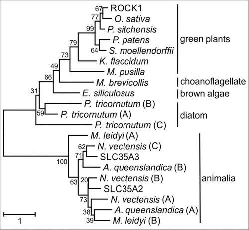 Figure 3. Unrooted phylogenetic tree of ROCK1 and homologous NSTs from representative species of selected phylogenetic groups. Proteins are named according to Table 1. Numbers at nodes represent the bootstrap values. The scale bar represents the number of substitutions per site.