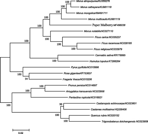 Figure 1. The phylogenetic tree based on 21 complete chloroplast genome sequences of Moraceae family. The neighbour-joining (NJ) phylogenetic tree was constructed with MEGA 7 (with 1000 bootstrap replicates) using 80 protein-coding genes of 21 species of Moraceae family.