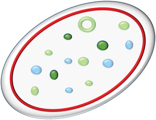 Figure 1. Schematic of platelet structure.A simplified schematic of the key structural features of the platelet relevant to this article. The platelet membrane, shown in pale grey, encloses internal structures including the tubulin ring (red); α-granules (pale blue); dense granules (dark green) and CD63+ structures (green). Note that all dense granules are CD63+ but that other structures are also CD63+; there is no unique marker for dense granules. Structures not shown for clarity include actin filaments, mitochondria, lysosomes, peroxisomes, T-granules and the canalicular system. Full color available online.
