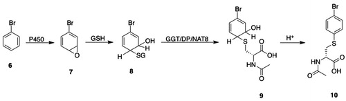 Figure 2. Premercapturic acids as intermediates in the formation of mercapturic acids. P450: cytochromes P450; GSH: glutathione; GGT: γ-glutamyltransferase; DP: dipeptidases; NAT8: Cys S-conjugate N-acetyltransferase; 6, bromobenzene; 7, bromobenzene oxide; 8, S-(4-bromo-6-hydroxycyclohexa-2,4-dien-1-yl)GSH; 9, N-acetyl-S-(4-bromo-6-hydroxycyclohexa-2,4-dien-1-yl)-l-Cys; 10, S-(4-bromophenyl)mercapturic acid.