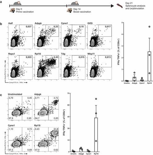 Figure 2. Irradiated MC-38 immunization induces CD8+ T cells specific for candidate neo-epitopes. (a) Mice were prime-boost vaccinated with subcutaneous injection of 5 × 106 irradiated MC-38 tumor cells. (b) Cytokine production of CD8α+ T lymphocytes through stimulation with synthetic “long” peptide-loaded dendritic cells ex vivo and (c) after restimulation with irradiated MC-38 cells. (b) and (c) are from two independent experiments, n = 3 for each. Shown are representative cytokine (IFNγ and TNFα) staining plots from CD8α+ populations (left) and plotted percentages of double-positive IFNγ and TNFα cytokine producing populations of individual mice (right).
