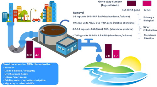 Figure 2. Pathways of dissemination and/or removal of antibiotic resistance by urban wastewater treatment plants and potential impacts. Examples of sensitive areas that may be impacted by UWTPs are provided: areas subjected to other pollution sources (industry, intensive agriculture); areas that can experience overflow and flood events or with limited dilution capacity, particularly in drought regions and/or seasons; discharging in proximity to recreational areas or where water for drinking water production or agricultural irrigation are collected.
