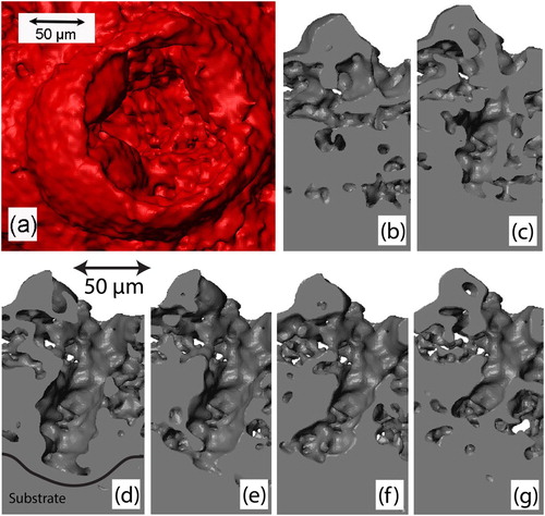 Figure 15. Tomographic data [Citation62] from the circled region of the small area sample in Figure 10(d), showing (a) a perspective view into the pore channel and (b–g) progressive parallel sections (11 µm apart), containing the through-thickness direction, with sections (d) and (e) located near to the approximate axis of the pore.