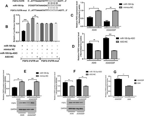 Figure 3 The miR-195-5p target gene prediction and verification. (A) The predicted miR-195-5p-binding sites in FGF2 mRNA using Targetscan 7.0 are shown. (B) A549 cells were transfected with PmiRGLO reporter vectors containing either wild-type or mutant FGF2 3ʹUTR. The relative Luciferase activity was determined after transfection. (C and D) The expression of FGF2 was analyzed in cells with miR-195-5p mimics or inhibitor. (E and F) The expression of FGF2 protein was detected by WB in cells with miR-195-5p mimics or inhibitor. (G) The difference expression of FGF2 was analyzed by RT-qPCR in A549 and A549/DDP cells. All data represent mean ± SD of three independent experiments. *p < 0.05, **p < 0.01, ***p < 0.001.
