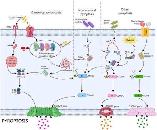Figure 1 Overview of pyroptosis signaling pathways. In the canonical pyroptosis pathway, diverse inflammasomes are stimulated by PAMPs and DAMPs, assembly of the inflammasome sensor protein, the adapter protein ASC and pro-caspase-1 is complete, which activate the inflammasomes and caspase-1. The activated caspase-1 cleaves GSDMD and pro-IL-1β/pro-IL-18, and then mature IL-1βand IL-18 flow out of the GSDMD pore formed by the GSDMD-N oligomerization. Meanwhile, PAMPs /DAMPs can also stimulate TLRs to activate NK-κB, which induces the transcription of NLRP3, pro-IL-1b and pro-IL-18. In the non-canonical pyroptosis pathway, when stimulated by gram-negative bacteria, cytosolic LPS directly activates caspase-4/5/11, and the corresponding activated caspase will cleave GSDMD, ultimately triggering pyroptosis. In the other pyroptosis pathway, this pathway mainly depends on the activation of caspase-3 and caspase-8. In the response to Yersinia pestis, the inhibition of TAK1 or IκB kinase (IKK) activates caspase-8, and eventually triggers GSDMC-mediated pyroptosis. Additionally, under hypoxic conditions, PD-L1 binds to p-Stat3 in the nucleus, inducing caspase-8/GSDMC-mediated pyroptosis. Besides, chemotherapy drugs could directly activate caspase-3/GSDME-mediated pyroptosis.