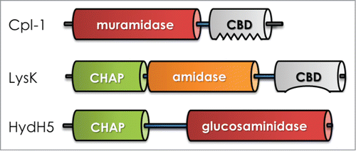 Figure 3. Schematic of bacteriophage-encoded peptidoglycan hydrolase structures. Typically, an enzymatically active domain (EAD) that retains the catalytic activity is connected to cell wall binding domain (CBD) by a short linker region (blue bar). The catalytic activity, number, proximity, and orientation of domains are not conserved. (Top) streptococcal endolysin; (Middle) staphylococcal endolysin; (Bottom) staphylococcal virion-associated peptidoglycan hydrolase. Not drawn to scale.