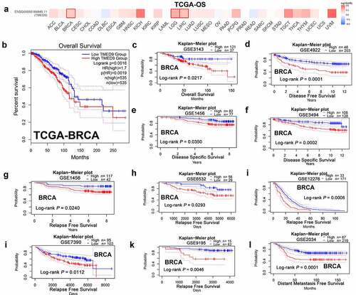Figure 3. High TMED9 expression predicts poor prognosis in BRCA. (a) High expression of TMED9 predicted poor prognosis in BRCA, LGG, and LIHC as per the GEPIA database. (b-l) The correlations between the TMED9 expression and the survival of patients with BRCA were evaluated using data from different cohorts. The given Kaplan-Meier curves illustrate the probability of (b-c) overall survival (OS), using data from the (b) TCGA-BRCA and (c) GSE3143 cohort; (d) disease-free survival (DFS), based on data from the GSE4922 cohort; (e-f) disease-specific survival (DSS) based on the (e) GSE1456 cohort and the (f) GSE3494 cohort; (g-k) relapse-free survival (RFS) based on the (g) GSE1456, (h) GSE6532, (i) GSE12276, (j) GSE7390, and (k) GSE9195 cohorts; and (l) distant metastasis-free survival (DMFS) based on data from the GSE2034 cohort