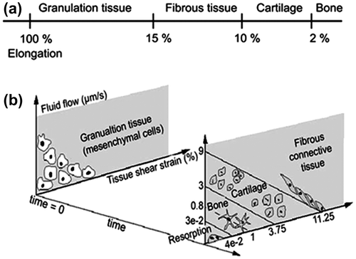 Figure 2. Mechano-regulatory algorithms. (a) Perren and Cordey’s idea based on how much elongation each tissue type can tolerate (Perren & Cordey Citation1980). (b) The tissue differentiation scheme proposed by Prendergast et al. based on the magnitudes of fluid velocity and tissue shear strain (Prendergast et al. Citation1997).
