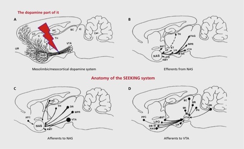 Figure 5. Schematic diagrams of the lateral view of the dopamine-energized SEEKING system of the rat brain (with major connectivities of the key nodes of the medial forebrain bundle depicted in Figure 3). (A) Ascending projections of A10 DA (dopamine) neurons localized in the ventral-tegmental-area-innervating forebrain limbic regions, via the medial forebrain bundle, including frontal cortex, prefrontal cortex, caudate nucleus, and a major learning-related terminal region of ascending mesolimbic dopamine systems, the nucleus accumbens septi. (B) Caudal projections of the nucleus accumbens septi. (C) Diverse other afferent projections to the nucleus accumbens septi. (D) Rostrally converging and caudally projecting pathways onto the neurons of the ventral tegmental area, where SEEKING-system dopamine cells are concentrated. AMY, amygdala; BST, bed nucleus of stria terminalis; C, caudate-putamen; CC, corpus callosum; DB, diagonal band of Broca; DN, dentate nucleus; DR, dorsal raphe; ET, entopeduncular nucleus; FC, frontal cortex; HC, hippocampus; IC, inferior colliculus; LH, lateral hypothalamus; LPO, lateral preoptic area; MFB, medial forebrain bundle; MPR, mesopontine reticular nuclei; NAS, nucleus accumbens septi; OB, olfactory bulb; PAG, periaqueductal gray; PFC, prefrontal cortex; PN, parabrachial nucleus; SC, superior colliculus; SI, substantia innominata; SN, substantia nigra; TH, thalamus; VP, ventral pallidum. Adapted from Ref 37: Ikemoto S, Panksepp J. The role of nucleus accumbens dopamine in motivated behavior: a unifying interpretation with special reference to reward seeking. Brain Res Rev. 1999;31:6-41. Copyright © Elsevier, 1999