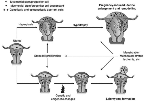 Figure 4. Proposed model for the possible role of putative myometrial stem cells in pregnancy-induced uterine enlargement and pathogenesis of leiomyoma [Citation30].
