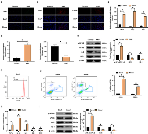 Figure 1. AMP accelerates microglial activation. (a,b): Immunofluorescence detection of Iba-1, CD68, and CD206 in AMP rats’ cerebral cortex; (c,d): ELISA test of TNF-α, IL-1β, IL-6, MDA, and SOD in AMP rats’ brain tissue; (e): Western blot examination of p-NF-κB/NF-κB, Nrf2, and HO-1 in AMP rats’ brain tissue; (f): Flow cytometry identification of microglial cell marker Iba-1; (g): Flow cytometry test of CD68+ and CD206+ microglial cell proportion; (h): RT-qPCR detection of TNF-α, IL-1β, IL-6, MDA, and SOD in microglial cells; (i): Western blot examination of p-NF-κB/NF-κB, Nrf2, and HO-1 in microglial cells. (g–i): after methanol treatment.