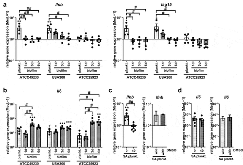 Figure 5. Ifnb induction upon stimulation with SA planktonic or biofilm CM of different SA strains. CM were generated from planktonic or biofilm cultures of SA strains ATCC 49230, the MRSA USA300 and the reference strain ATCC 25923. Planktonic CM were harvested after 24 hours of shaking culture and biofilm CM were harvested on day 1 (young), day 3 (maturating) and day 6 (mature) of static culture. RAW 265.7 cells were stimulated with CM 1:1 diluted in fresh growth media (DMEM high glucose + 10% FCS + 1% Pen/Strep) and induction of an IFN-β response was evaluated. a+b) Gene expression analysis of Ifnb, target gene Isg15 and stress marker Il6. RAW 264.7 cells were stimulated with the CM for 20 hours and mRNA levels of Ifnb and Isg15 (a) and Il6 (b) were quantified by RT-qPCR. c+d) STING inhibition on gene expression analysis of Ifnb and stress marker Il6. RAW 264.7 cells were treated with 40 ng/ml H-151 and SA planktonic CM generated from the MRSA strain USA300 for 20 hours and mRNA levels of Ifnb (c) and Il6 (d) were quantified by RT-qPCR. DMSO as solvent control was added to SA planktonic CM in the volume according to the inhibitor concentration (40 ng/ml, corresponding to 0.004%) and effects on Ifnb and Il6 gene expression are shown in the additional bar graph. Data are presented as relative gene expression of the gene of interest related to the reference gene Hprt1 and normalized to the unstimulated medium control (Med.). n = 2 (DMSO) or 6 (H-151) experiments. For all: Data are presented as mean ± SEM and single values are shown as dots. p-values were calculated by ordinary one-way ANOVA with post-hoc Bonferroni corrected multiple comparison. * is indicating significance against medium (Med.), # is showing significance between planktonic and biofilm CM or inhibitor concentrations. *p < 0.05, **p < 0.01, ***p < 0.001; + p < 0.05, ++ p < 0.01, +++ p < 0.001; #p < 0.05, ##p < 0.01, ###p < 0.001.