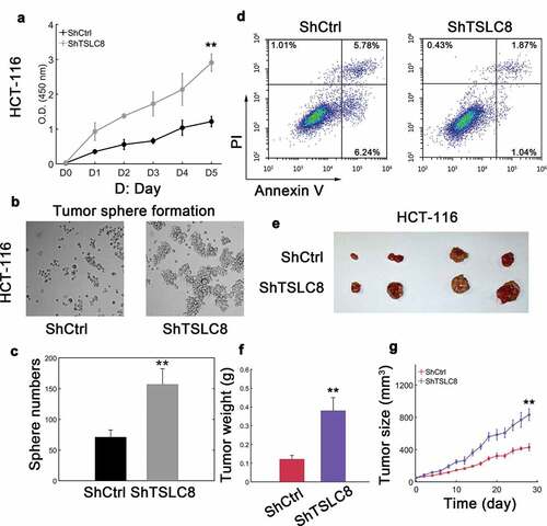 Figure 3. Silencing TSLC8 advances malignant phenotypes in CRC cells. (a) Cell viability of HCT-116 cells transfected with a scramble control (ShCtrl) or shRNA#2 targeting TSLC8 (ShTSLC8). “D” is for day. N = 3 for each time point. (b) Tumor sphere formation assay for HCT-116 cells with or without TSLC8 knockdown by shRNA. (c) The quantification for (B), N = 3. (d) Flow cytometry to detect apoptosis for HCT-116 cells transfected with a scramble control (control) or a vector with TSLC8 (TSLC8). (e) Representative tumor images for SW480 xenografts transfected with the scramble control (control) or TSLC8 short hairpin RNA (ShTSLC8). (f) Quantification for (E). N = 6. (g) Tumor growth of HCT-116 xenografts transfected with scramble control or siRNA targeting TSLC8. N = 6. **: P < 0.01