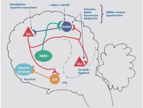 Figure 1. Schematic representation of the synaptic circuitry relevant to the pathophysiology of schizophrenia. NMDA receptor hypofunction can be produced by exogenous antagonists such as ketamine, endogenous antagonists such as N-acetyl aspartyl glutamate (NAAG) or kyneurenic acid, reduced availability of D-serine due to increased activity of D-amino acid oxidase (DAAO) or mutant NR2B. This results in dendritic dysplasia on pyramidal neurons and reduced activity of the parvalbumin positive GABAergic interneurons. Reduced recurrent inhibition disrupts cortical processing, causing cognitive impairment and negative symptoms and increased excitatory drive to the ventral tegmental area (VTA), leading to psychosis. An allelic variant of the gene encoding the α7 nicotinic receptor causes reduced expression and disrupts sensory gating. NMDA, N-methylD-aspartate; GABA, γ-aminobutyric acid; DA, dopamine; NBM, nucleus basalis of Meynert; nAchR, nicotinic acetylcholine receptor; Glu, glutamate