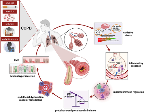 Figure 1 Mechanisms underlying COPD development. Multiple risk factors including cigarette smoke and other irritants activate alveolar macrophages and epithelial cells in the respiratory tract leading oxidative stress followed release of multiple inflammatory mediators. These inflammatory mediators, particularly chemokines, attract neutrophils and monocytes as well as T helper cells. The activated alveolar macrophages and epithelial cells also release proteases such as neutrophil elastase and matrix metalloproteinase 9 (MMP-9), which damage the lung parenchyma resulting in lung vascular remodeling, alveolar wall destruction and mucus hypersecretion. In addition, the activated macrophages and epithelial cells release fibrogenic mediators, such as TGFβ which causes EMT and eventually small airway fibrosis.