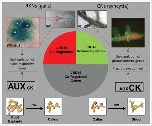 Figure 1. A simplified model showing the general results of in silico comparisons of the GCs and galls transcriptomes highlighting similarities to that of hormone-regulated genes and those co-expressed with LBD16. The most similar expression profile for the pool of genes co-regulated with LBD16 in galls and GCs was found in the transcriptome of Arabidopsis explants incubated on solid callus inducing media while those co-regulated in syncytia showed similar expression values to the transcriptomes of callus in the process of shoot regeneration indicated in the diagram. GUS activity of a DR5::GUS line on a 4 dpi gall showing intense staining in GCs. Syncytia show abundant chlorophyll fluorescence under fluorescence microscopy indicative of the presence of chloroplasts. N, nematode; all giant cells are marked with an asterisk. Drawings of callus in white boxes and their connections to the syncytia, GCs and galls microarray data are based on in silico analysis from the microarray experiments in Genevestigator released at August 2014 (Fig S1 and S2).