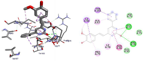 Figure 5 3D (right) and 2D (left) representations of the binding interactions of 11 against E. coli DNA Gyrase B (PDB ID: 6F86).