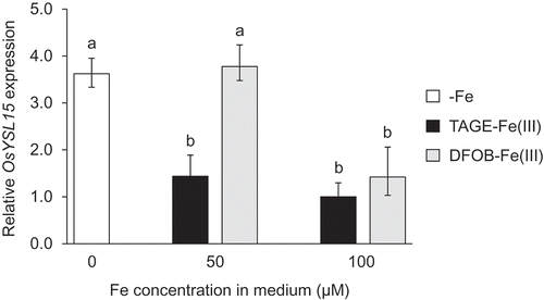Figure 6. Effect of TAGE-Fe(III) on Fe status in wild type rice plants. Wild type rice plants were treated with varying concentrations (0, 50, and 100 µM) of TAGE-Fe(III) or DFOB-Fe(III) for 8 days. Relative expression levels of yellow stripe-like 15 (OsYSL15) compared with plants grown under 100 µM TAGE-Fe(III) treatment are shown. Histone was used as an internal control. Data are presented as means ± standard deviations (n = 3). Different letters indicate significant differences (P < 0.01) using Tukey’s test
