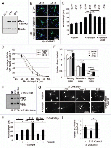 Figure 5 Myc-CaMKK2 variants differentially regulate forskolin-induced neurite growth of B35 cells. (A) Western blot of expressed Myc-CaMKK2 variants, with β-actin as a loading control. (B) Representative B35 cells expressing either Myc-CaMKK2 −E16 or Myc-CaMKK2 +E16, after forskolin (10 µM) or forskolin plus H89 treatment for 7 h. Shown are merged fluorescent images from anti-Myc antibody-immunostained (green) cells with the nuclei highlighted using DAPI (blue). (C) Mean (±SEM, n > 100, see text for details) neurite lengths of B35 cells expressing EGFP, Myc-CaMKK2 −E16 or Myc-CaMKK2 +E16. (D) Distribution of the neurite lengths (mean ± SEM) of the cells in (C). (E) Effects of Myc-CaMKK2 variants on neurite branching of the cells in (C). The bar graph shows the numbers (mean ± SEM) of primary, secondary and higher orders of neurites from each cell with the expression of EGFP, Myc-CaMKK2 −E16 or Myc-CaMKK2 +E16. Sample pairs with significant differences are marked with asterisks above the bars. *p < 0.05, **p < 0.01, ***p < 0.001. (F–I) Reduction of exon 16 changes forskolin-induced neurite growth. In (F) is a representative denaturing PAGE gel of RT-PCR products of B35 cells transfected with or without (NT) the 2′-OME oligos against the downstream 5′ splice site of exon 16 (E16) or a control exon. The oligo Control is derived from the ATM gene as detailed in the Methods. -: PCR negative control. In (G) are representative images of the transfected cells with ethanol or forskolin treatment. The far right column are larger views of the E16 oligo samples with several cells. In (H and I) are the bar graphs of the neurite lengths and number of branches per cell (mean ± SEM), respectively.