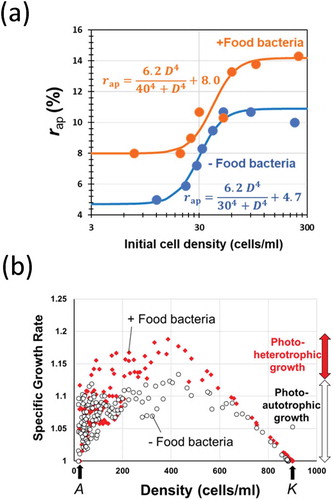 Figure 2. Effect of cell density on the growth pattern in green paramecia in the presence and absence of food bacteria. (a) Relationship between the initial cell density and the apparent growth rate (r ap). (b) Effect of cell density on the specific growth rate. A and K values were commonly determined in the presence and absence of food bacteria.