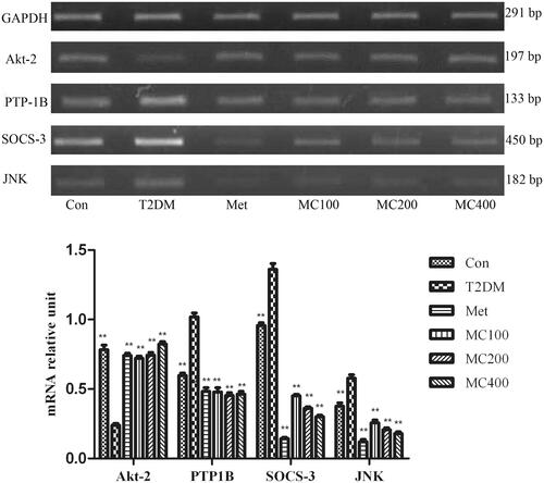 Figure 5. The mRNA expression level of insulin signal transduction pathway relative factors. After 8 weeks treatment, following an overnight fasting, rats were sacrificed and mRNA expression analysis of hepatic insulin regulating factors. Con: control; T2DM: Type 2 diabetes mellitus; Met: Metformin; MC100: MCE 100 mg, MC200: MCE 200 mg; MC400: MCE400 mg. Each value represents the mean ± SE, n = 3 rats. **p < 0.01, the T2DM group versus control and treated groups.