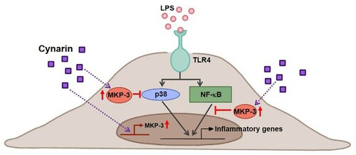 Figure 6. Diagram of the possible mechanisms of cynarin-induced effects in LPS-stimulated EA.hy926 cells. Cynarin may function as an MKP-3 inducer to suppress LPS-stimulated inflammation by inhibiting p38 and NF-κB activation.