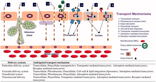 Figure 3. A diagrammatical representation of transport mechanism of drugs encapsulated in different NDDSs.