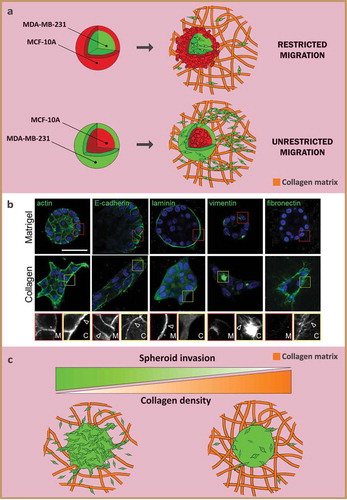 Figure 7. Spheroid cell invasion. a) Architecture of heterogeneous spheroids (MDA-MB-231: green and MCF-10A: red) influences cell invasion in collagen matrix. Malignant MDA-MB-231 cells are able to invade collagen when on the outside of the spheroid, but are constricted and (mostly) prevented from migrating when the non-tumorigenic MCF-10A cells enclose the malignant core. Inspired by [Citation155]. b) Spheroid microenvironment is involved in metastatic gene expression. Confocal images of actin, E-cadherin, laminin, vimentin and fibronectin in cell aggregates embedded in gels show an increase in mesenchymal markers and invasion when in collagen compared to Matrigel. Insets and arrows point out changes in Matrigel (red) and collagen (yellow). Scale bar: 50 µm. c) Collagen density influences spheroid invasion and distinct modes of migration. Single-cell migration dominates at low collagen densities (~1 mg/ml), while collective migration orchestrates invasion in higher collagen densities (~ 4 mg/ml). Inspired by [Citation165]. (b) is reprinted and adapted from [Citation164], licensed under CC BY 4.0