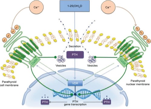 Figure 1 Regulation of PTH synthesis and secretion by CaSR and VDR in parathyroid glands.