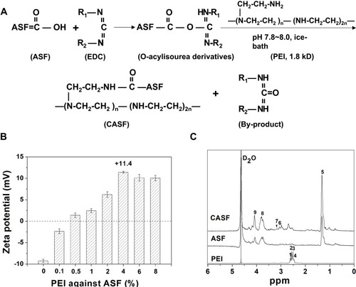 Figure 2 Synthesis and characteristics of CASF. (A) Schematic diagram of CASF synthesis. (B) Zeta potential of CASF at PEI/ASF weight ratios of 0%, 0.1%, 0.5%, 1%, 2%, 4%, 6% and 8%. (C) 1H-NMR spectra of PEI, ASF and CASF in D2O.Abbreviations: CASF, cationic Antheraea pernyi silk fibroin; PEI, polyethylenimine; ASF, Antheraea pernyi silk fibroin; NMR, nuclear magnetic resonance.