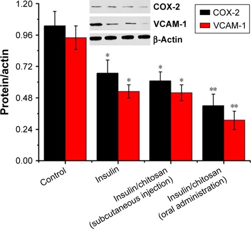 Figure 5 Expression of COX-2 and VCAM-1.Notes: The expression of COX-2 and VCAM-1 in the control, insulin, insulin/chitosan (subcutaneous injection), and insulin/chitosan (oral administration) groups were collected, and results are expressed as mean ± SD. COX-2: a significant decrease from the control group is denoted by *P<0.01 and **P<0.01; VCAM-1: a significant decrease from the control group is denoted by *P<0.01 and **P<0.01.Abbreviations: COX-2, cyclooxygenase-2; VCAM-1, vascular cell adhesion molecule.