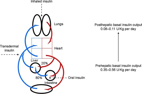 Figure 2 Portal-systemic blood insulin gradient and alternative routes of insulin administration.